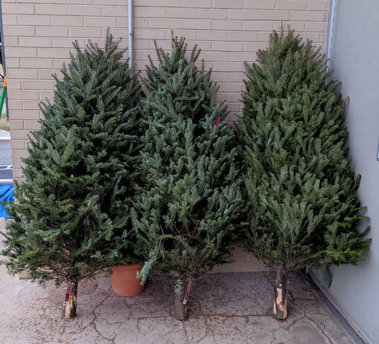 Holiday trees for FPE burn demo 2021
