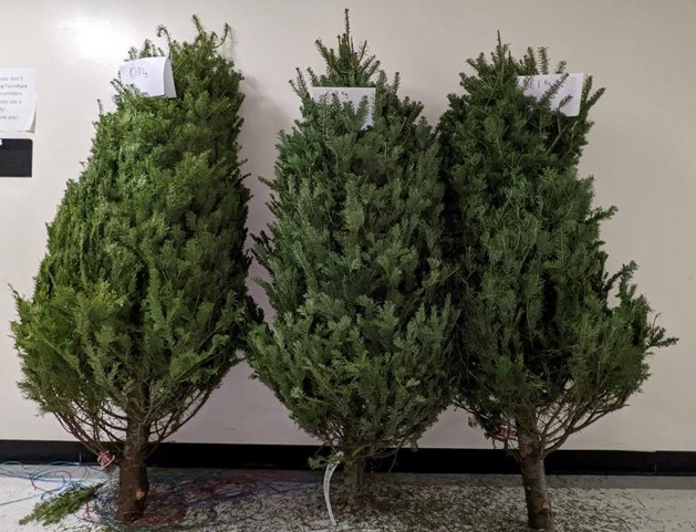 three christmas trees